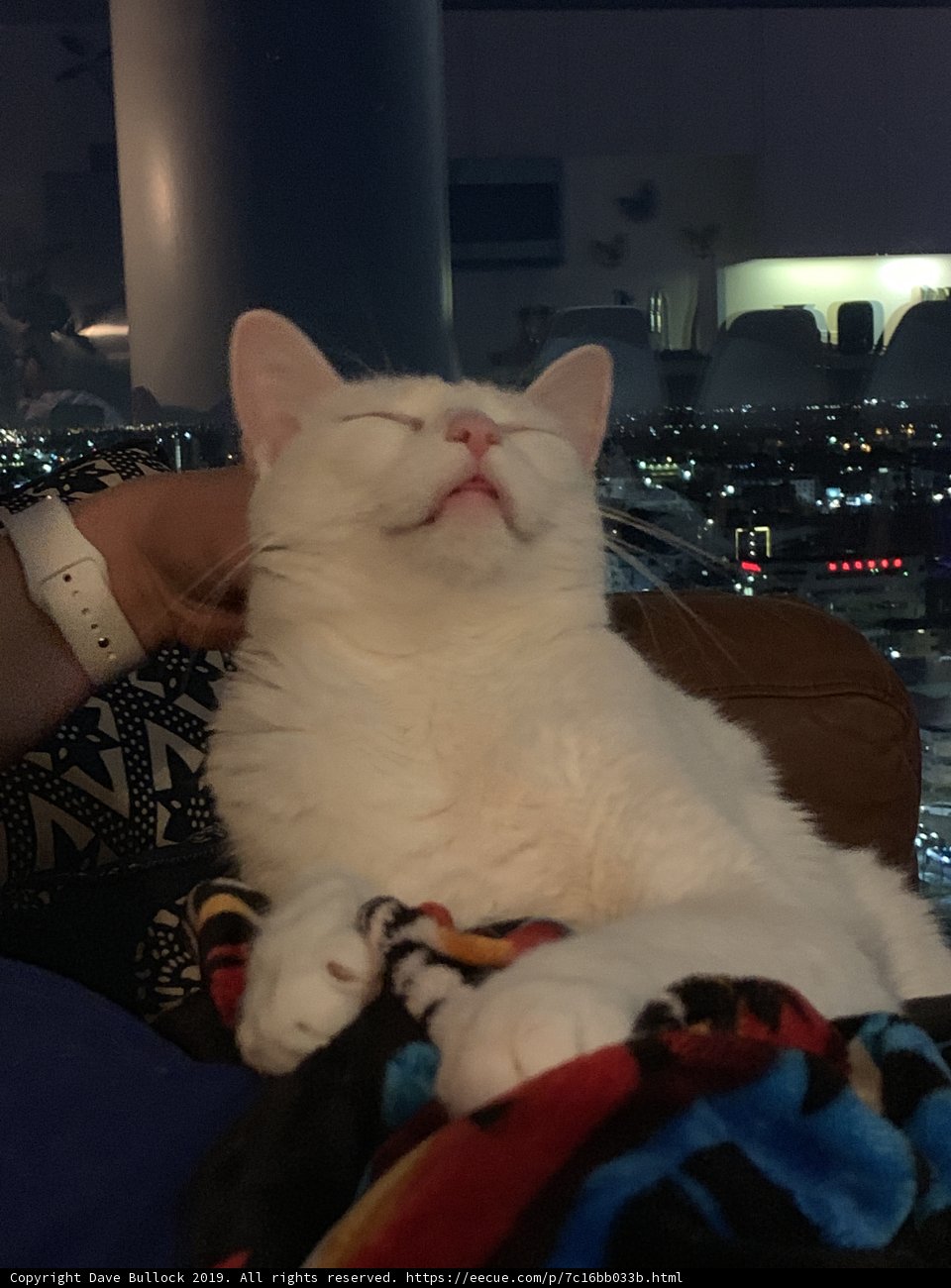 Lap Cat Love