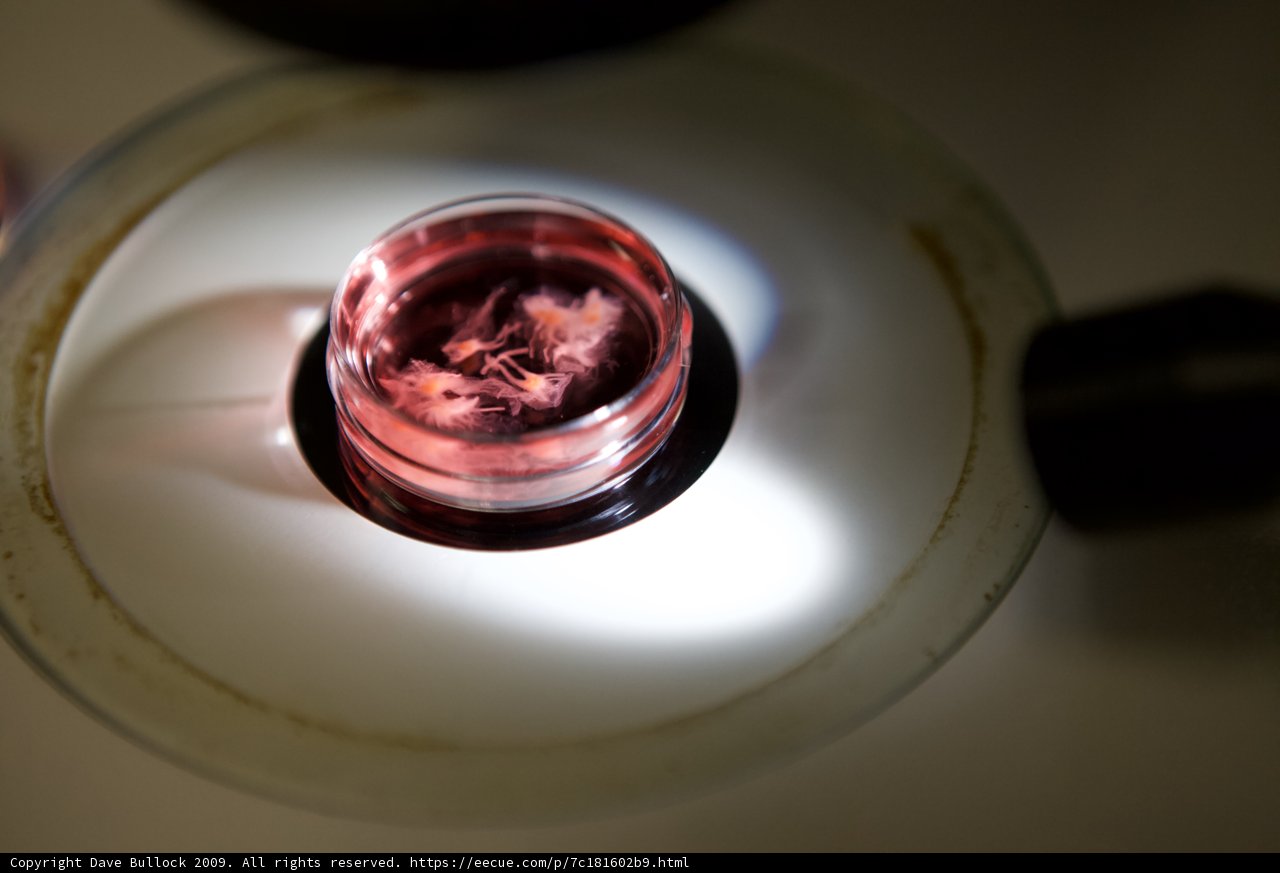 Microscopic View of Red Liquid in Glass