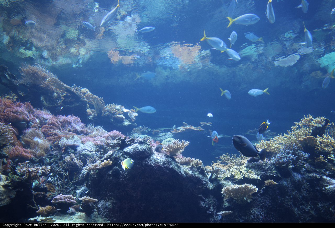 Vibrant Coral Reef Ecosystem with Tropical Fish