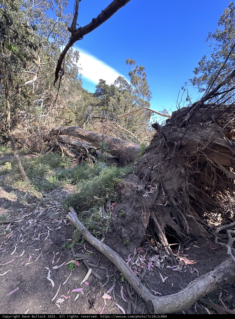 The Fallen Giant in McLaren Park
