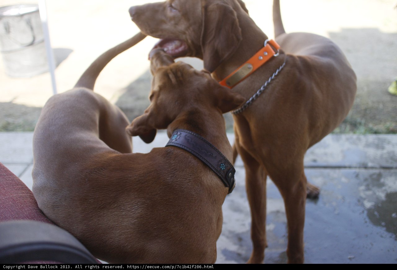 Playtime Pups