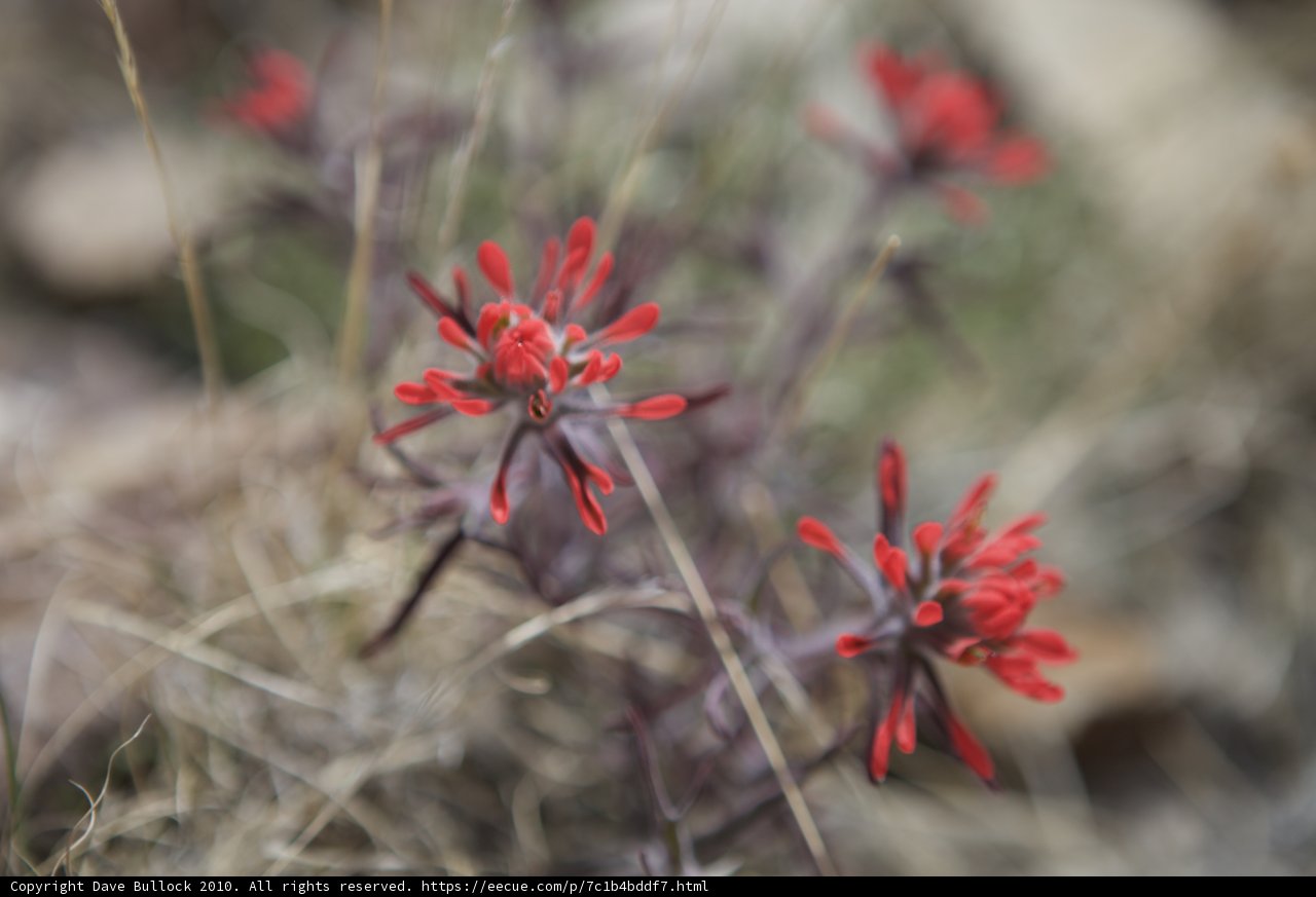 Red and Black