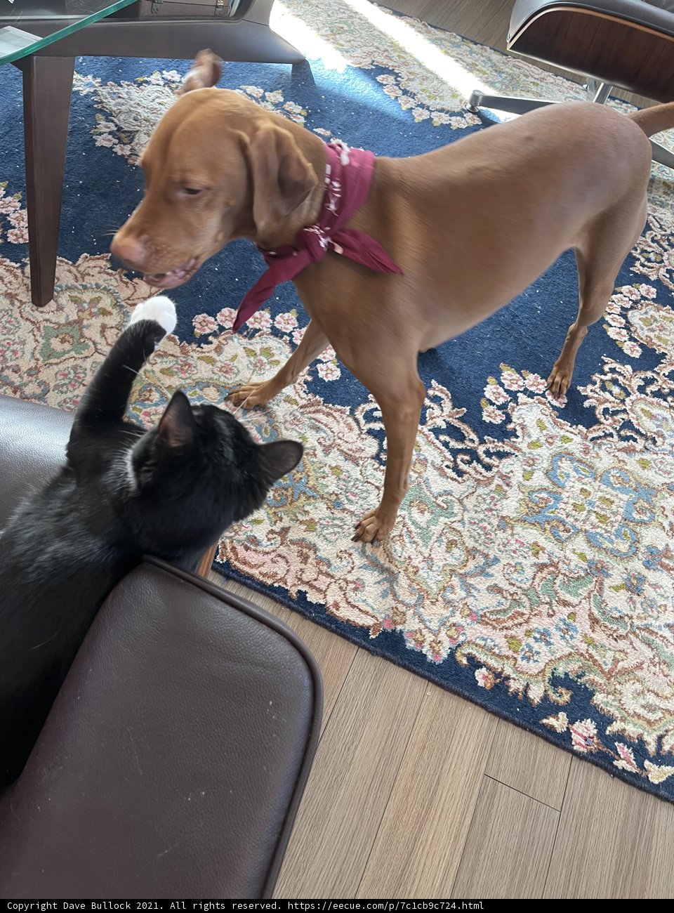 Furry Friends Sofa Playtime