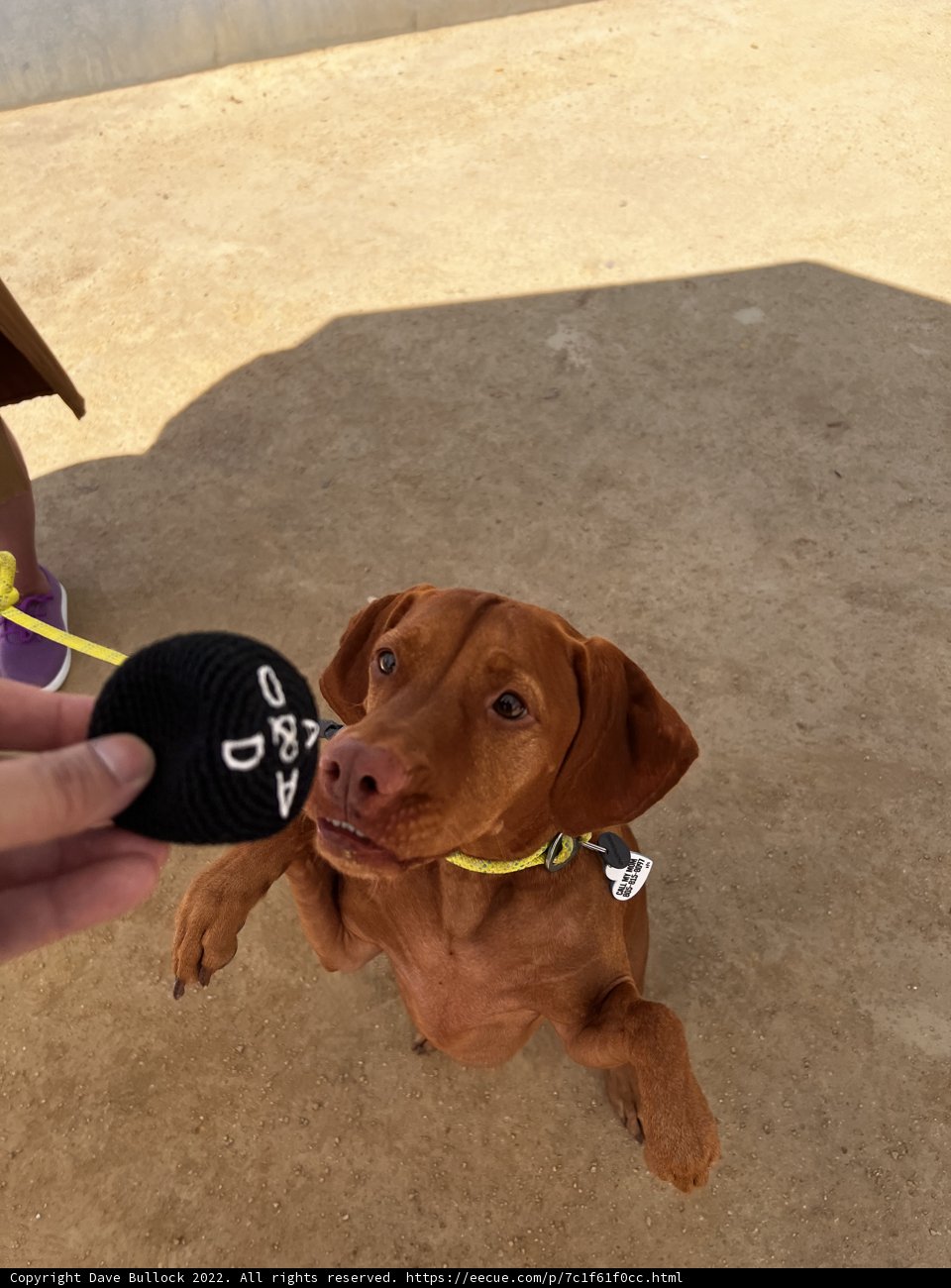 Playtime with a Vizsla