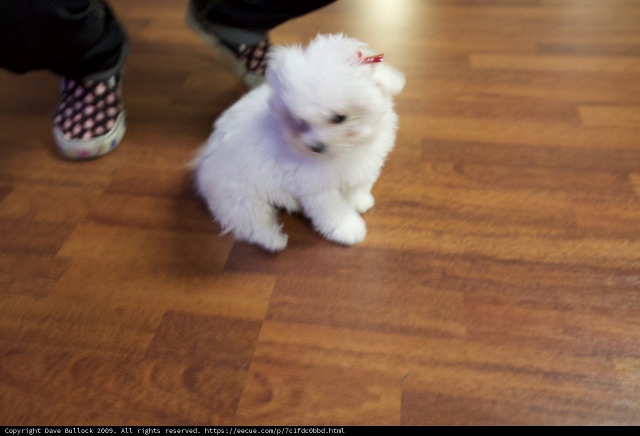 Little Paws on Hardwood
