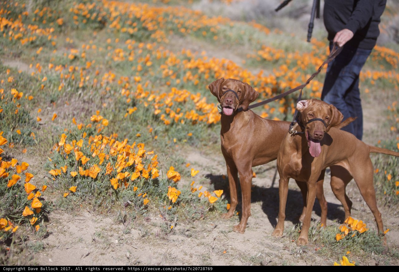 Walking Amongst Blooms