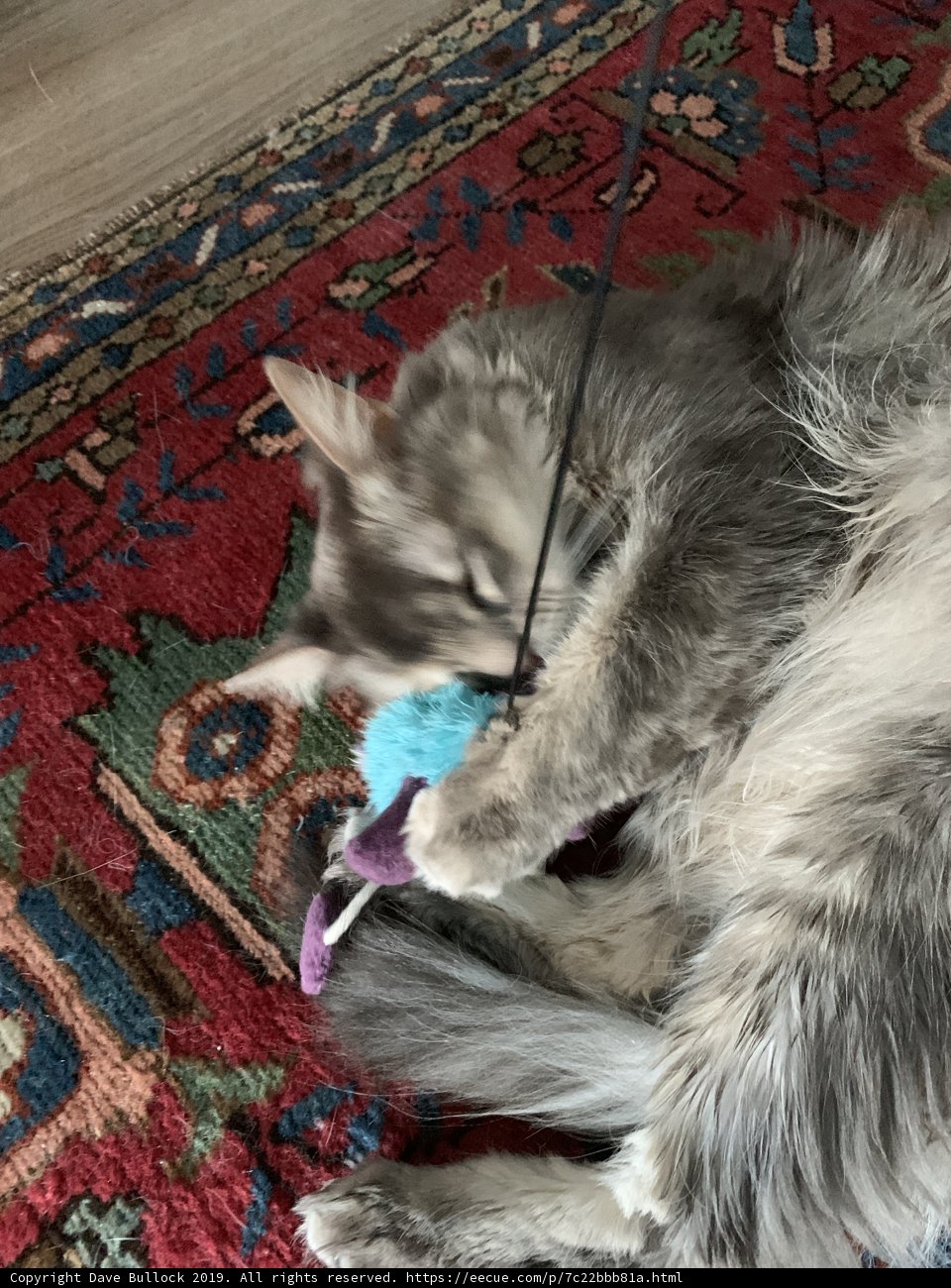 Feline Playtime on Cozy Home Decor