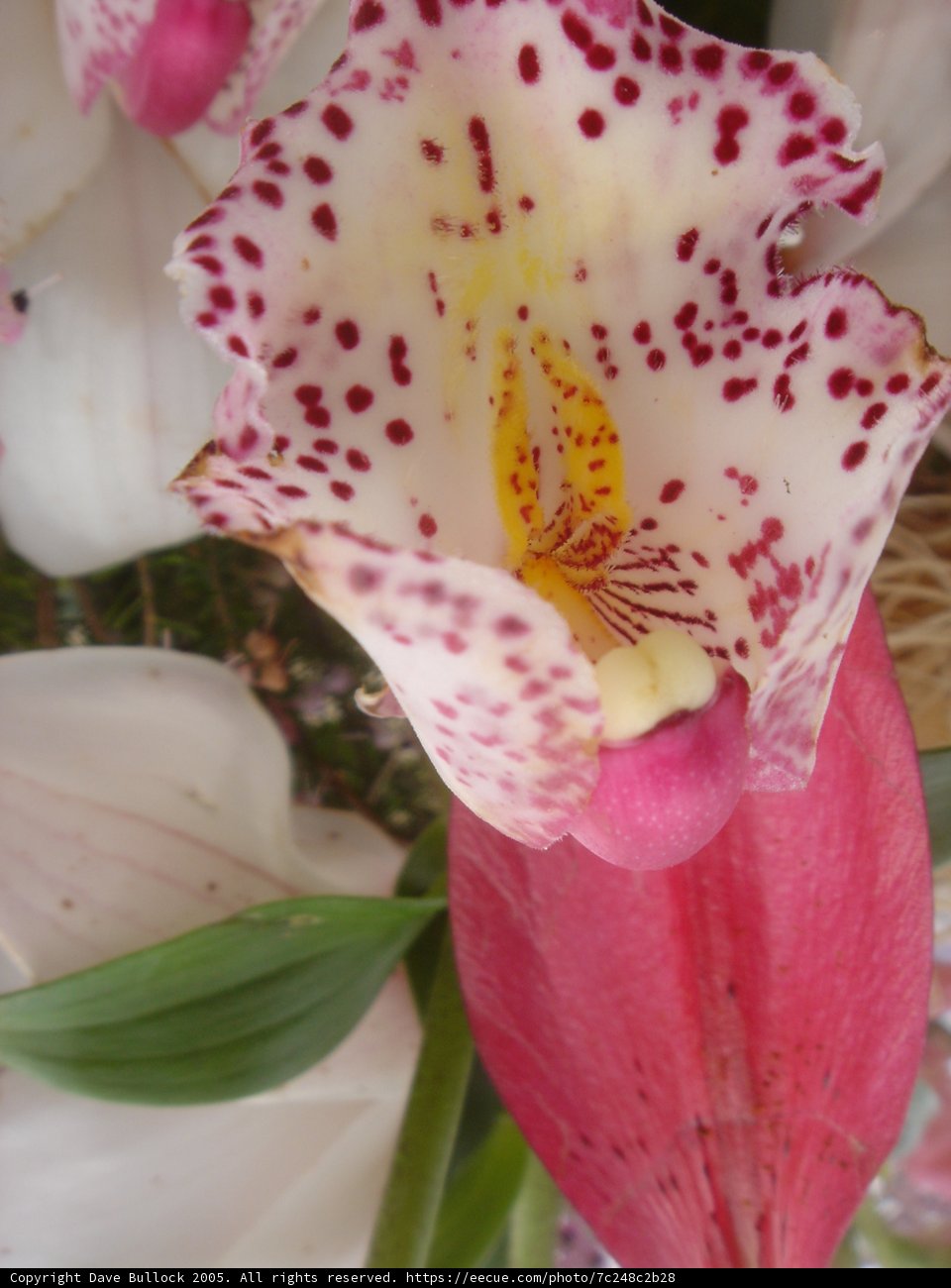 Spotted Petals