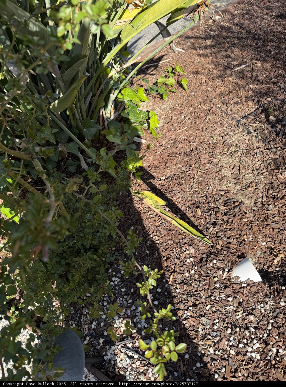 A Stroll Through Nature's Details