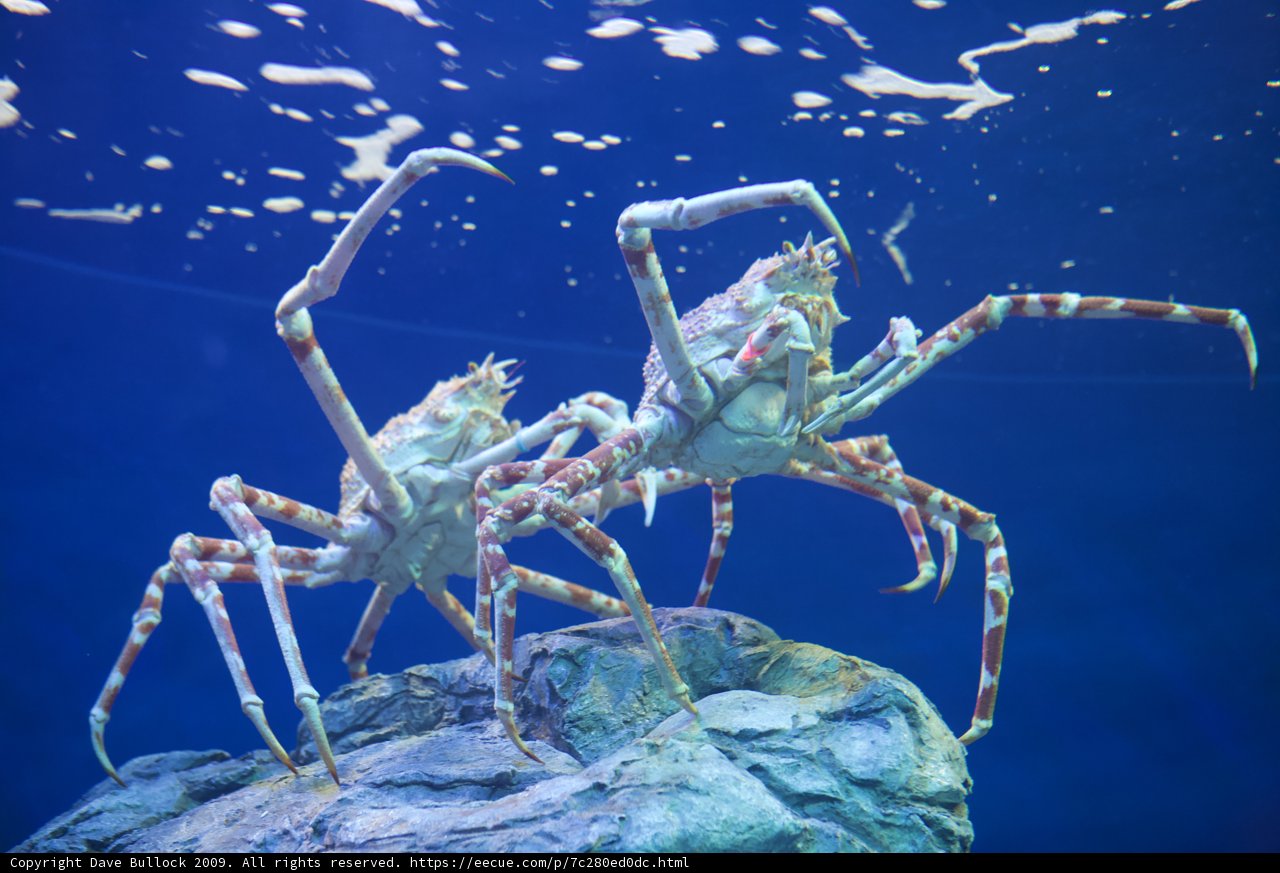Swimming Crabs in the Aquarium
