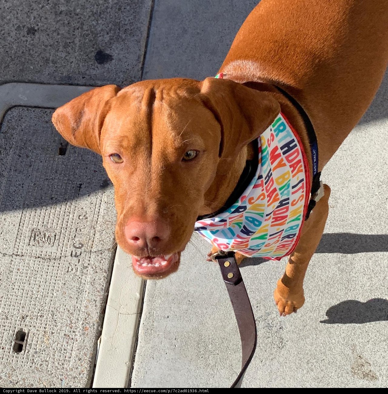 Colorfully Accessorized Vizsla