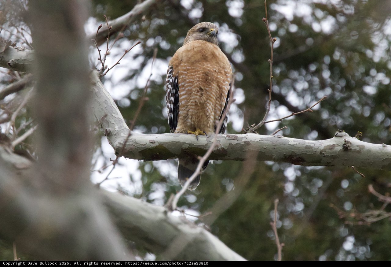 Red-shouldered Hawk Perched on Birch Branch