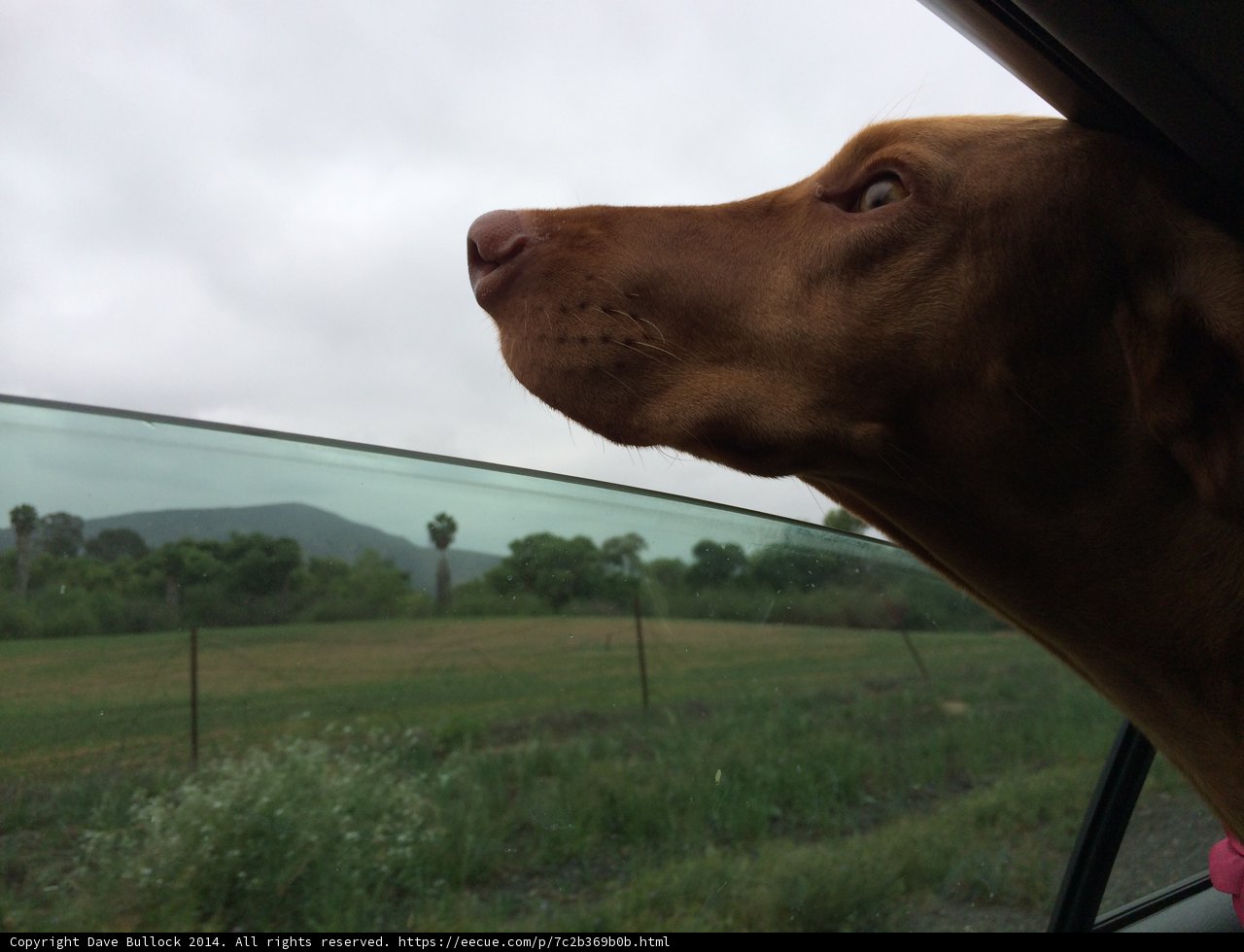 Canine Road-trip Companion