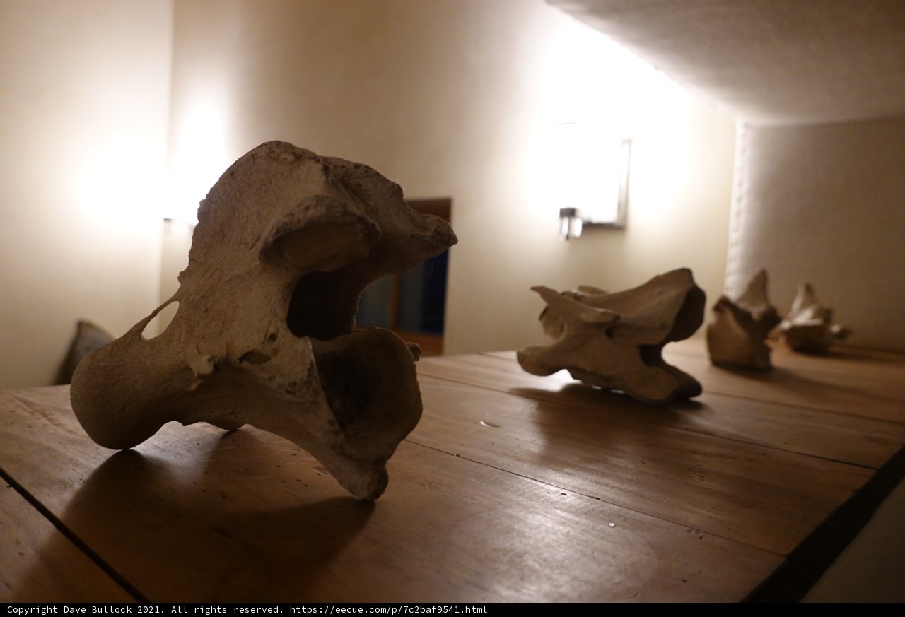The Bone Collector