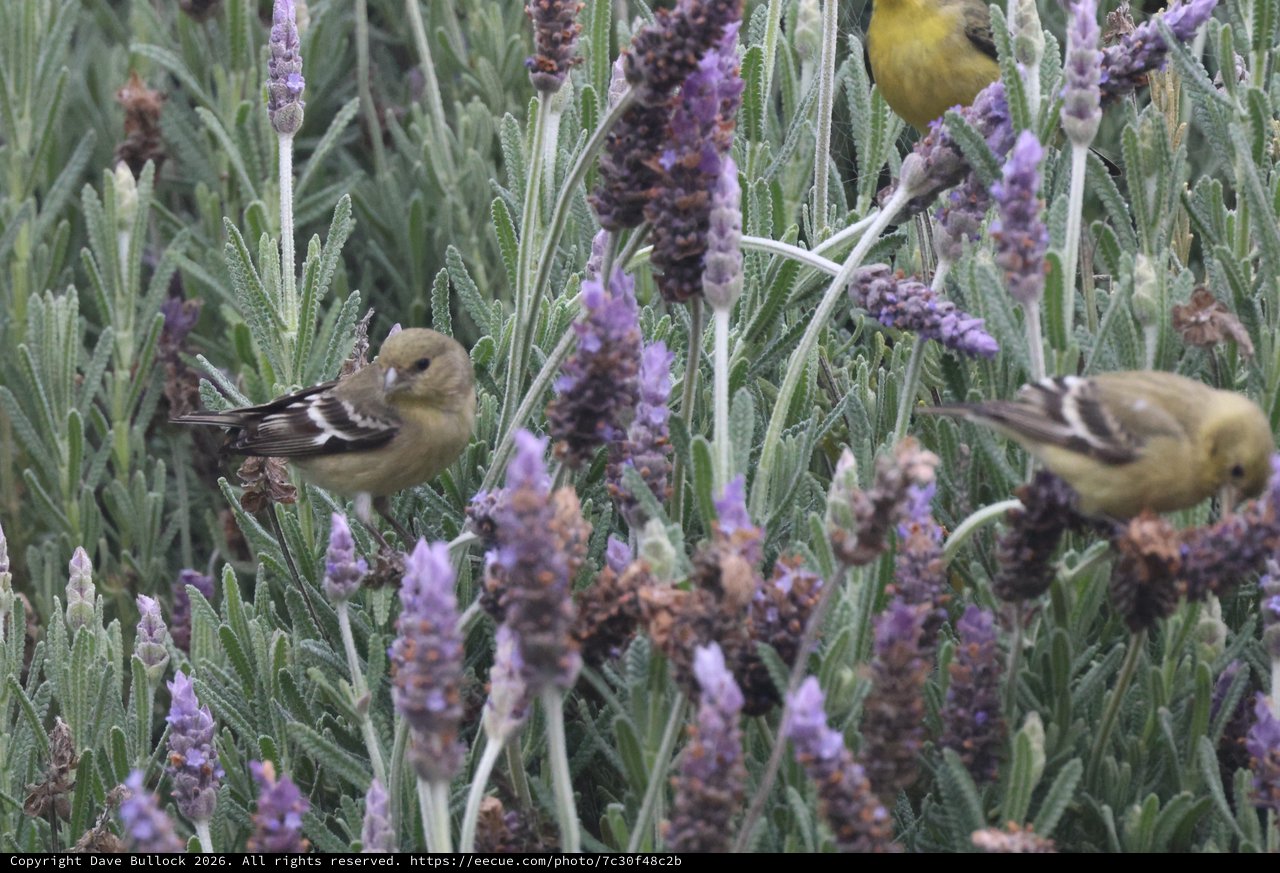 Goldfinches Foraging Among Purple Lavender Blooms