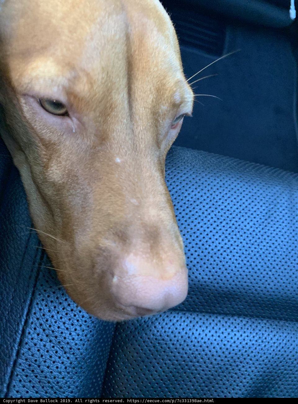Canine Comfort on the Road