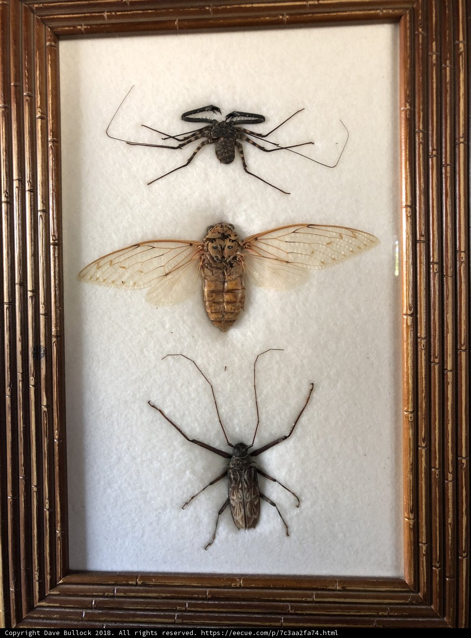 Arthropod Art