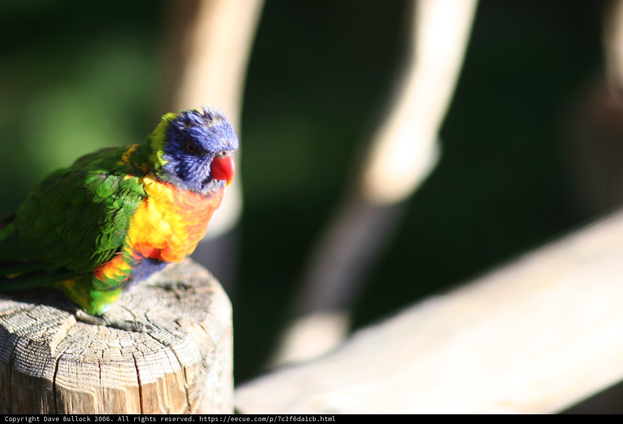 Perched Parakeet