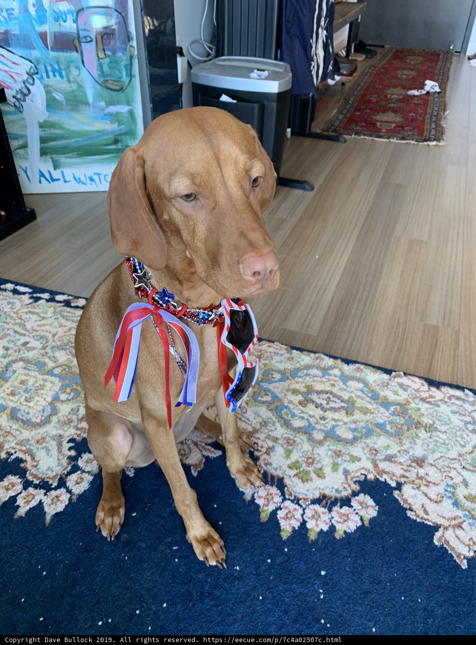 Patriotic Pup