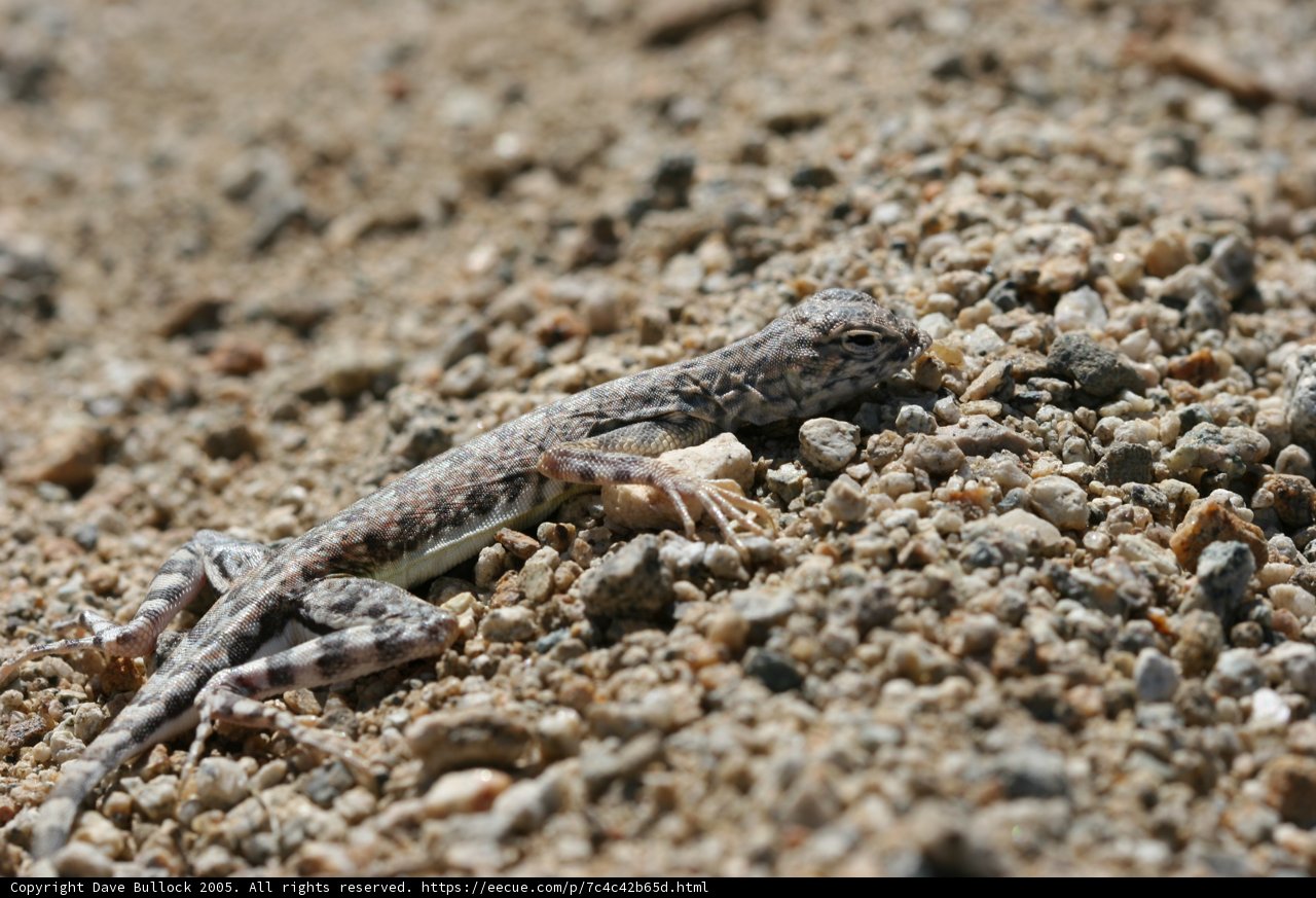 Tiny Lizard Sunbathing on Sand