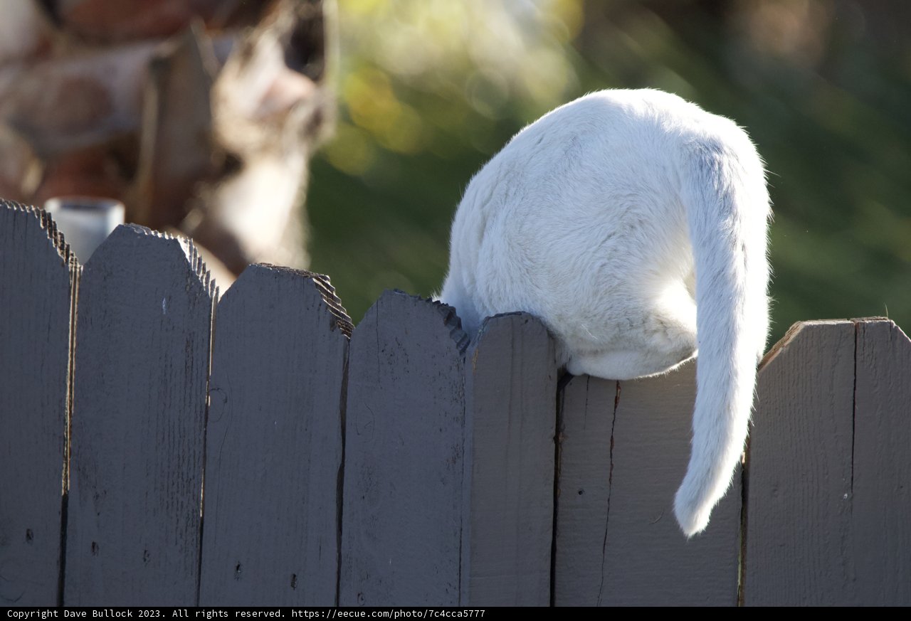 The Curious Feline Explorer