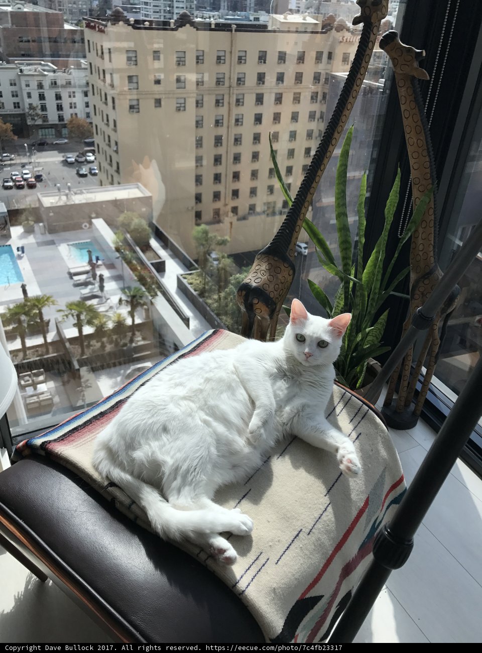 City Cat