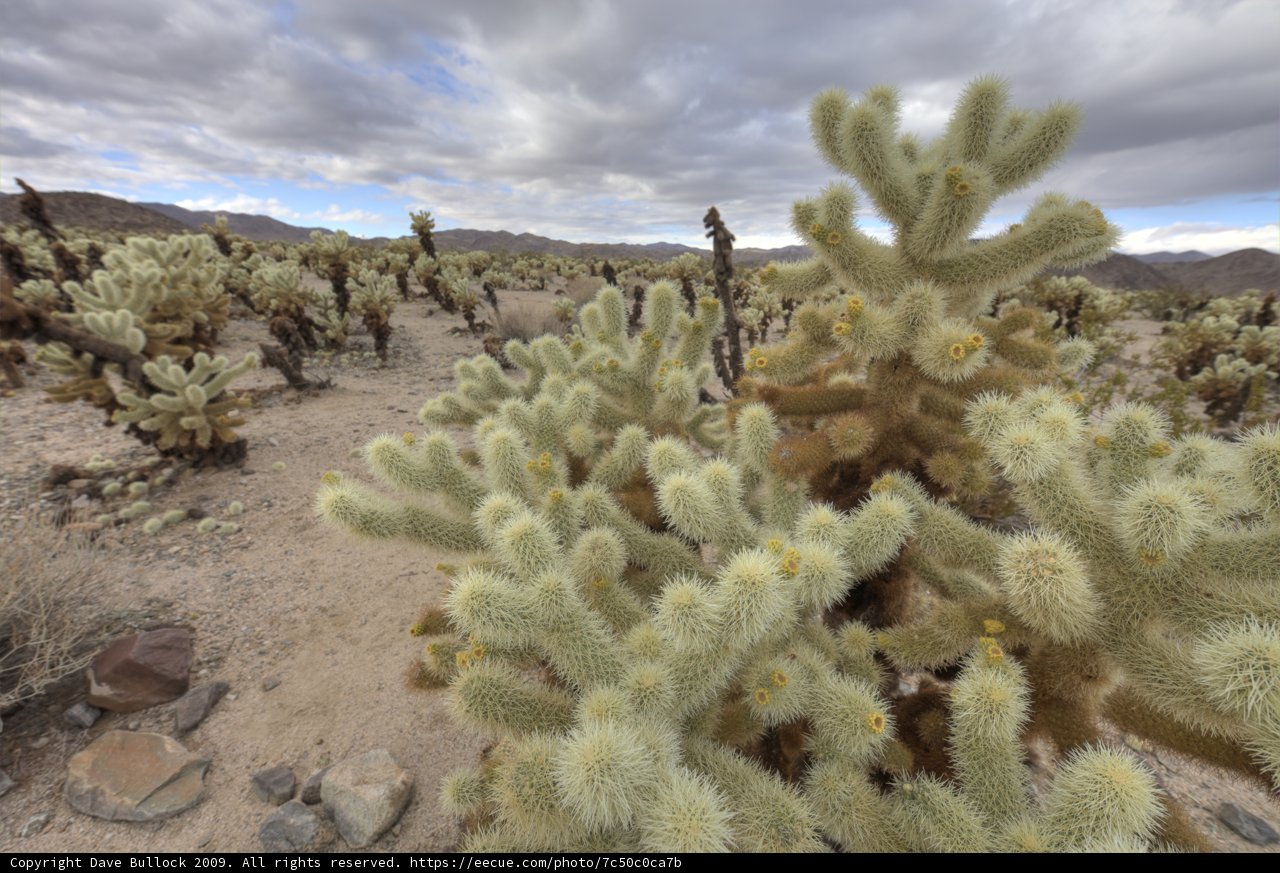 Desert Gardening