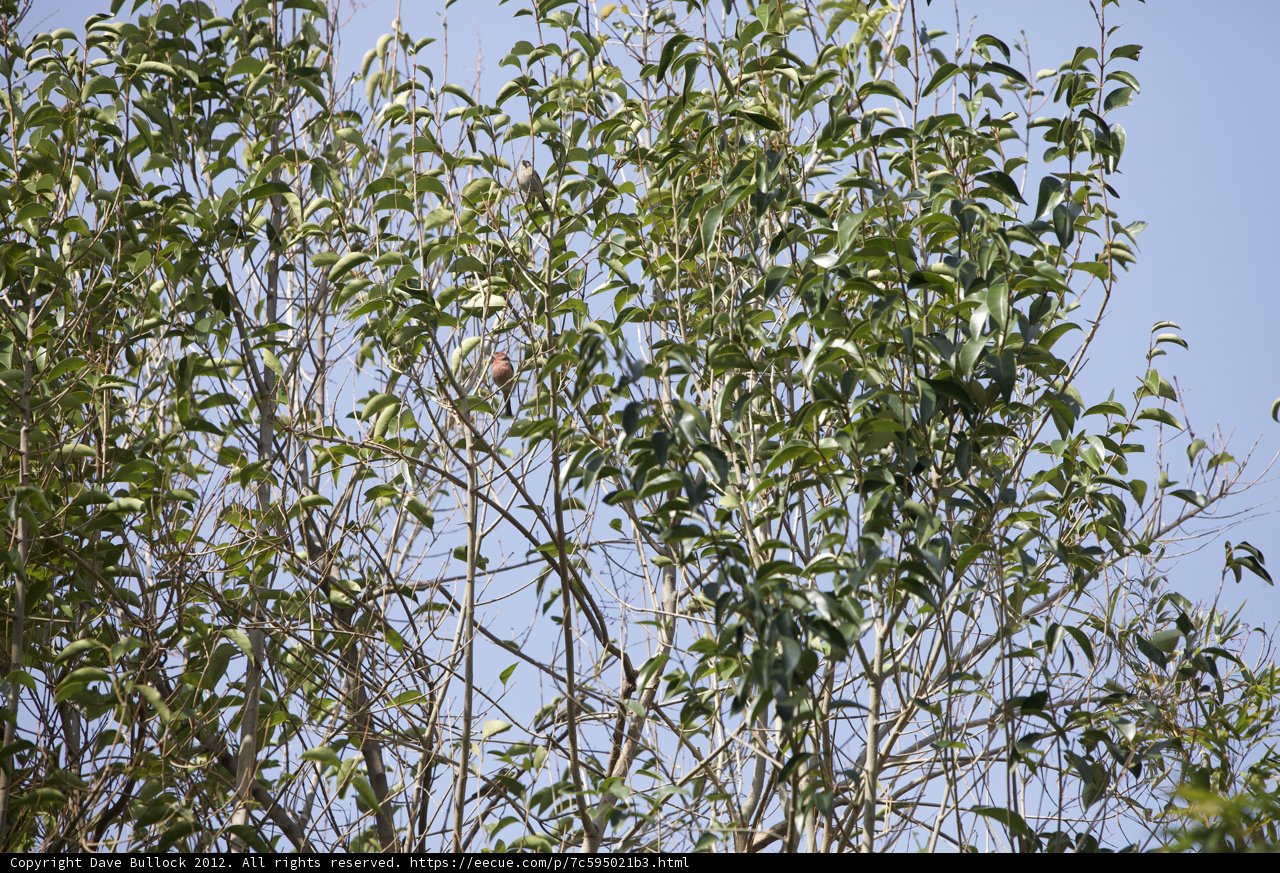 Perched Willow Bird