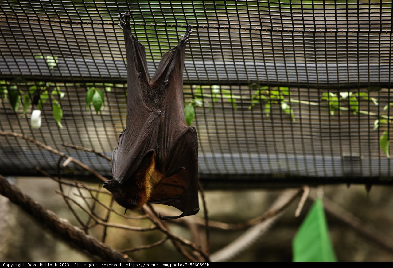 Upside Down Delight: Bat Observation at Oakland Zoo