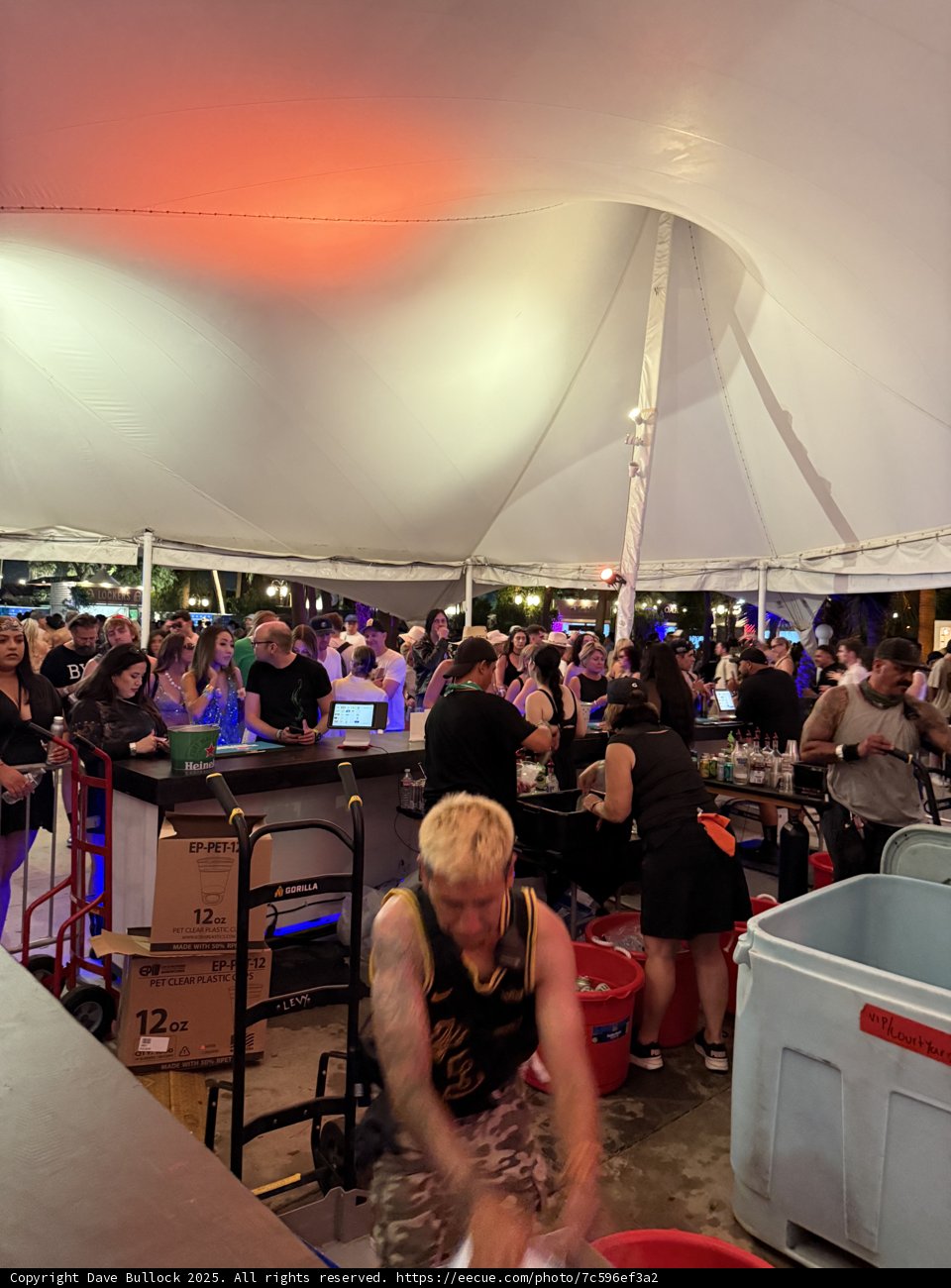 Buzzing Night Under the Tent