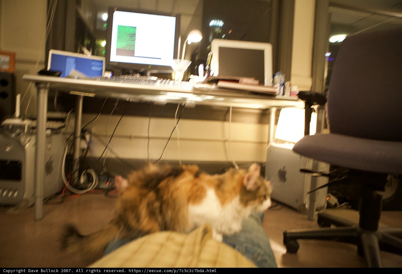 Cat-titude at the Computer