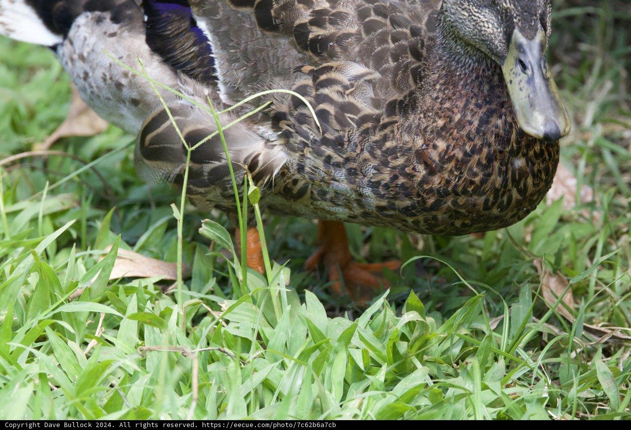 Natural Elegance: A Mallard at the Honolulu Zoo