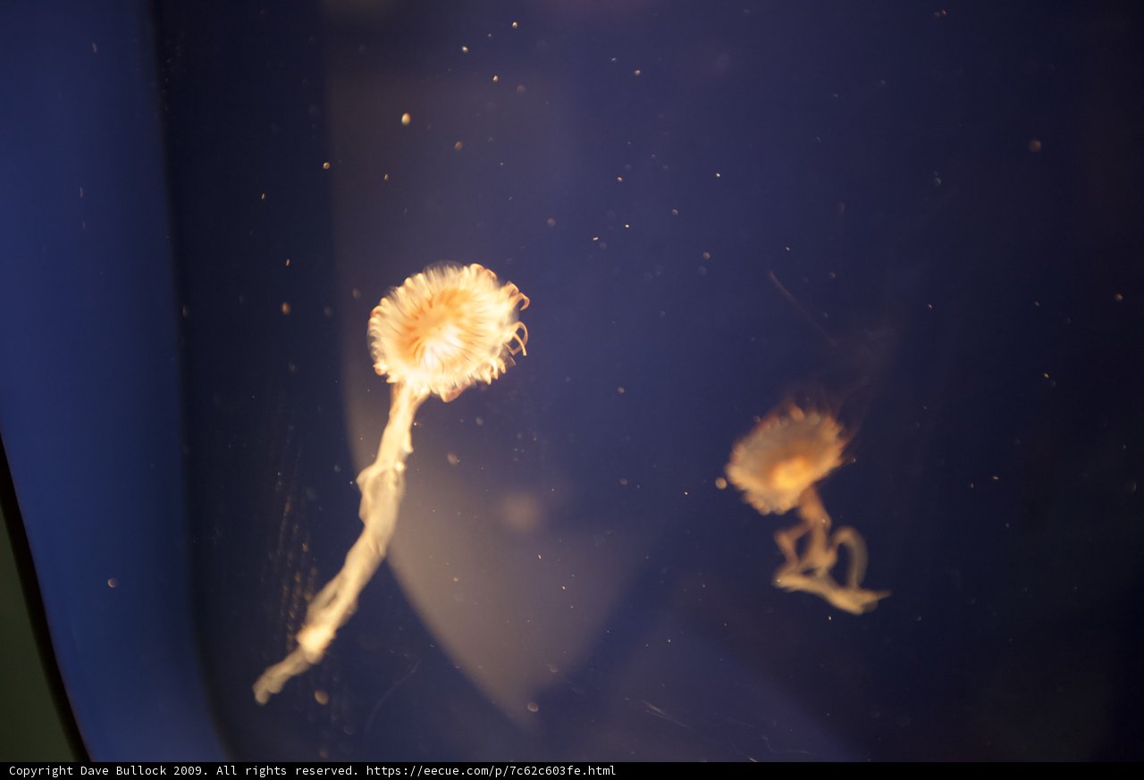 Underwater Oddities