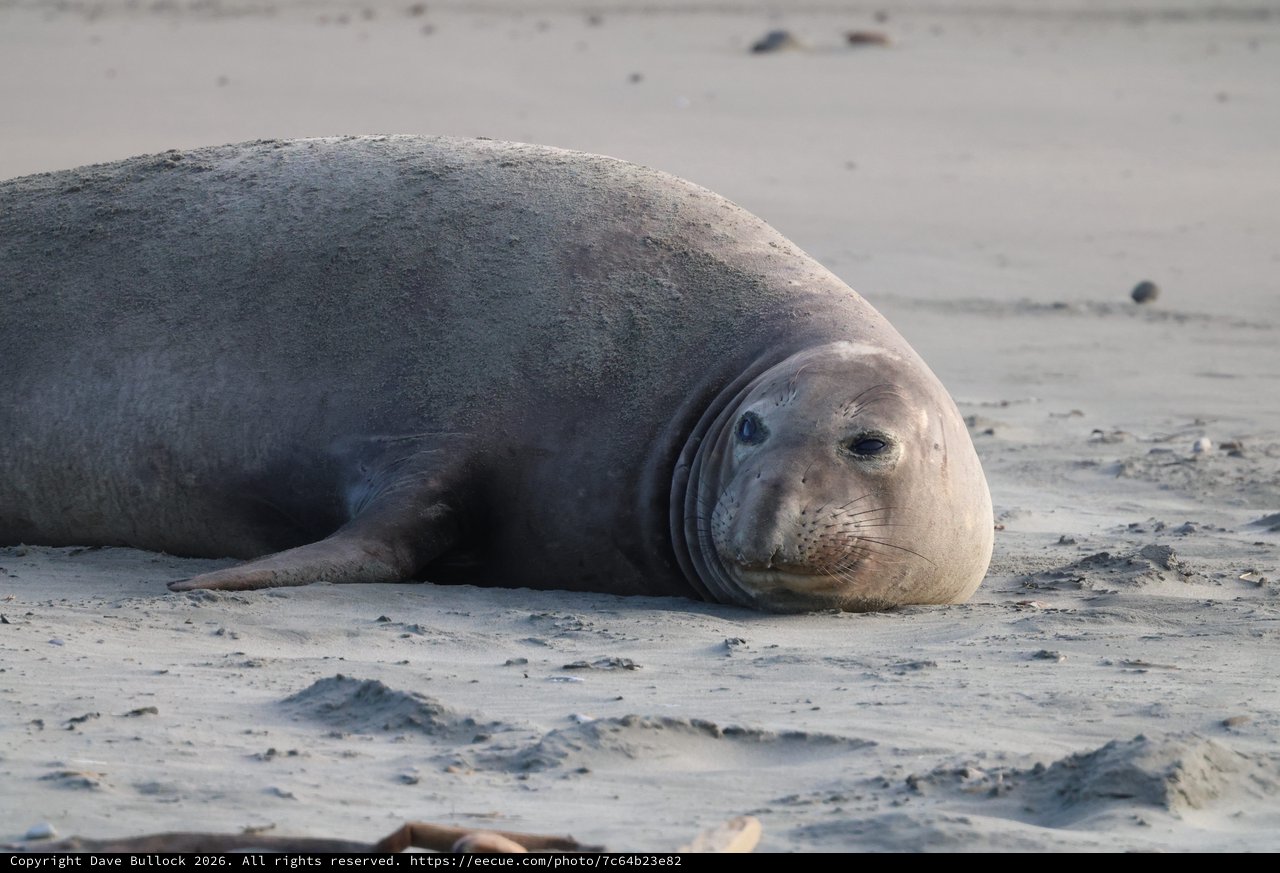 Northern Elephant Seal Resting on Sandy Beach