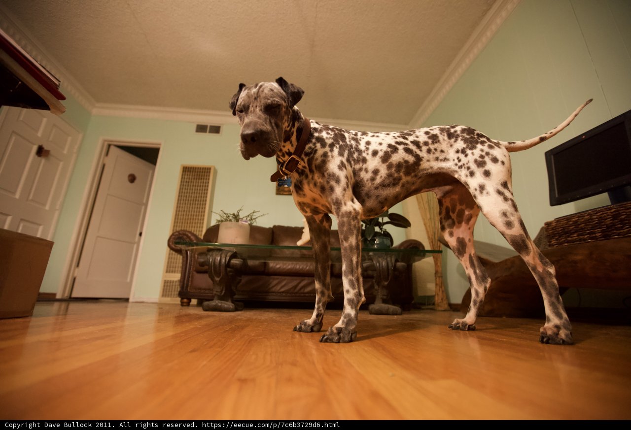 Dalmatian Relaxing on Hardwood Floor