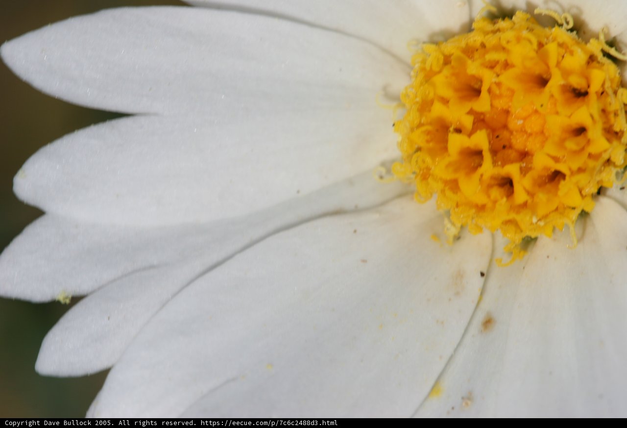 A White Daisy in Full Bloom