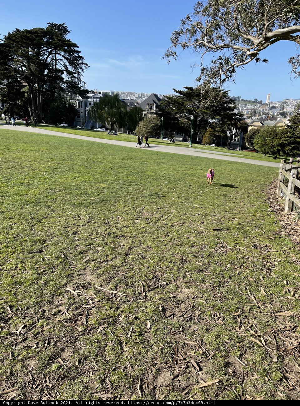 Frisbee Fun in Alamo Square Park