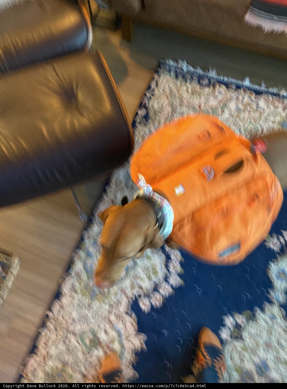 Adventure Dog