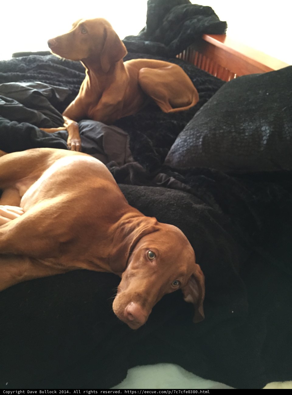 Dreaming Companions