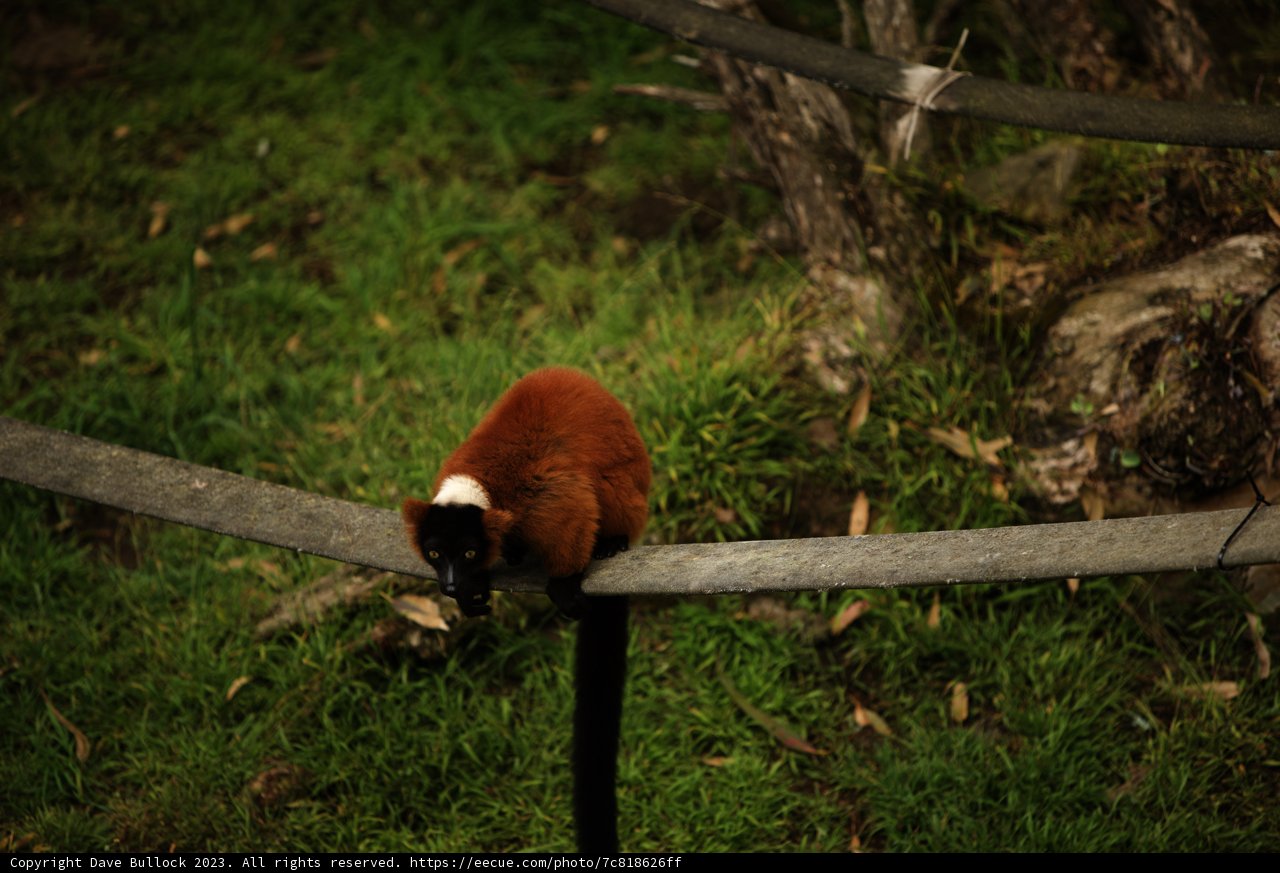 Vibrant Mischief at SF Zoo