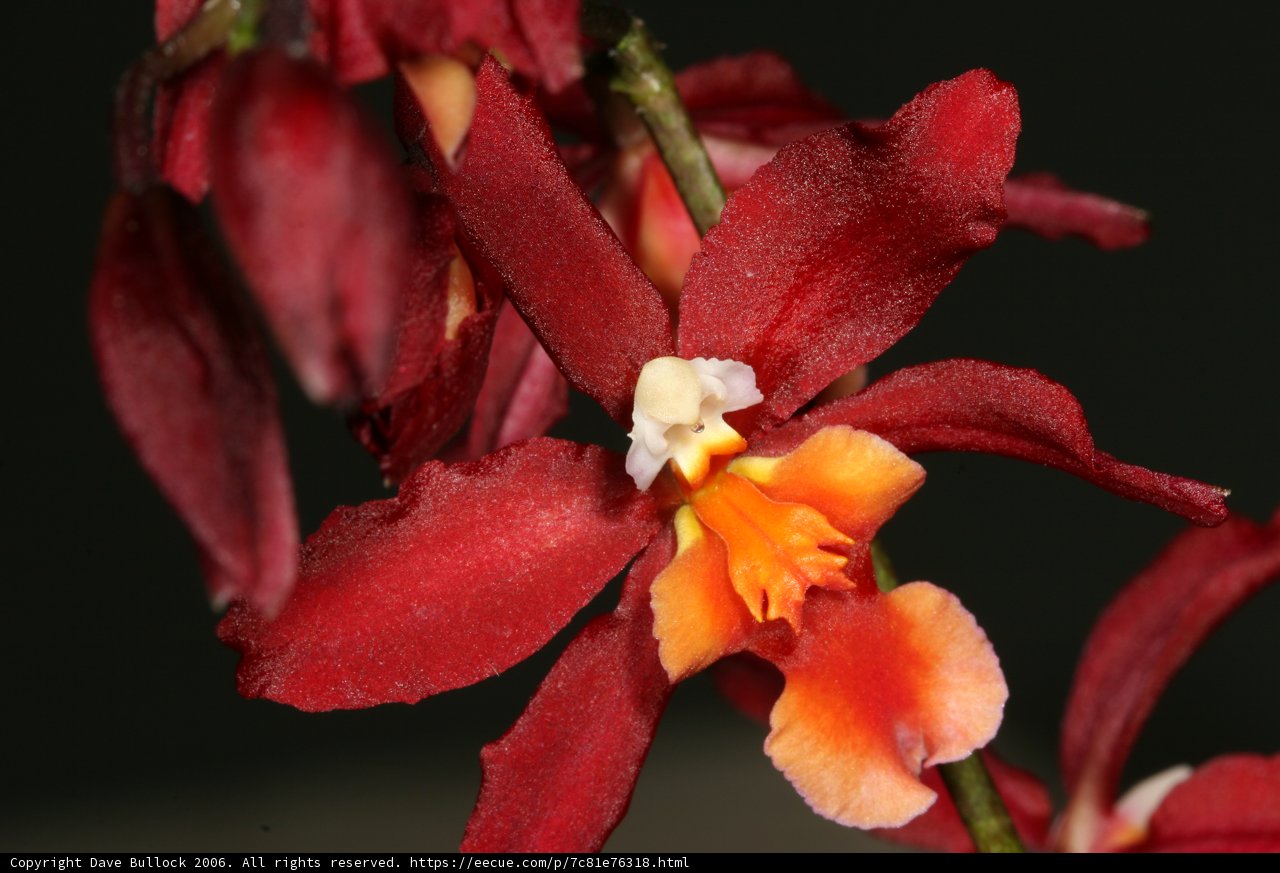Fiery Orchid Blossom
