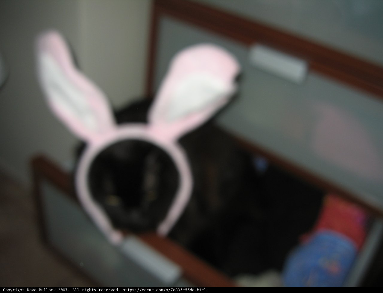 Bunny Ears Kitty