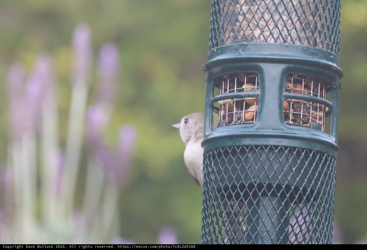 House Sparrow at Garden Bird Feeder