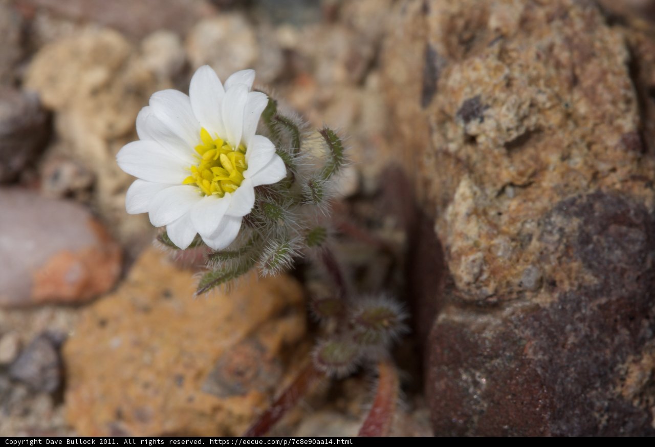 Lone Daisy on the Rocks