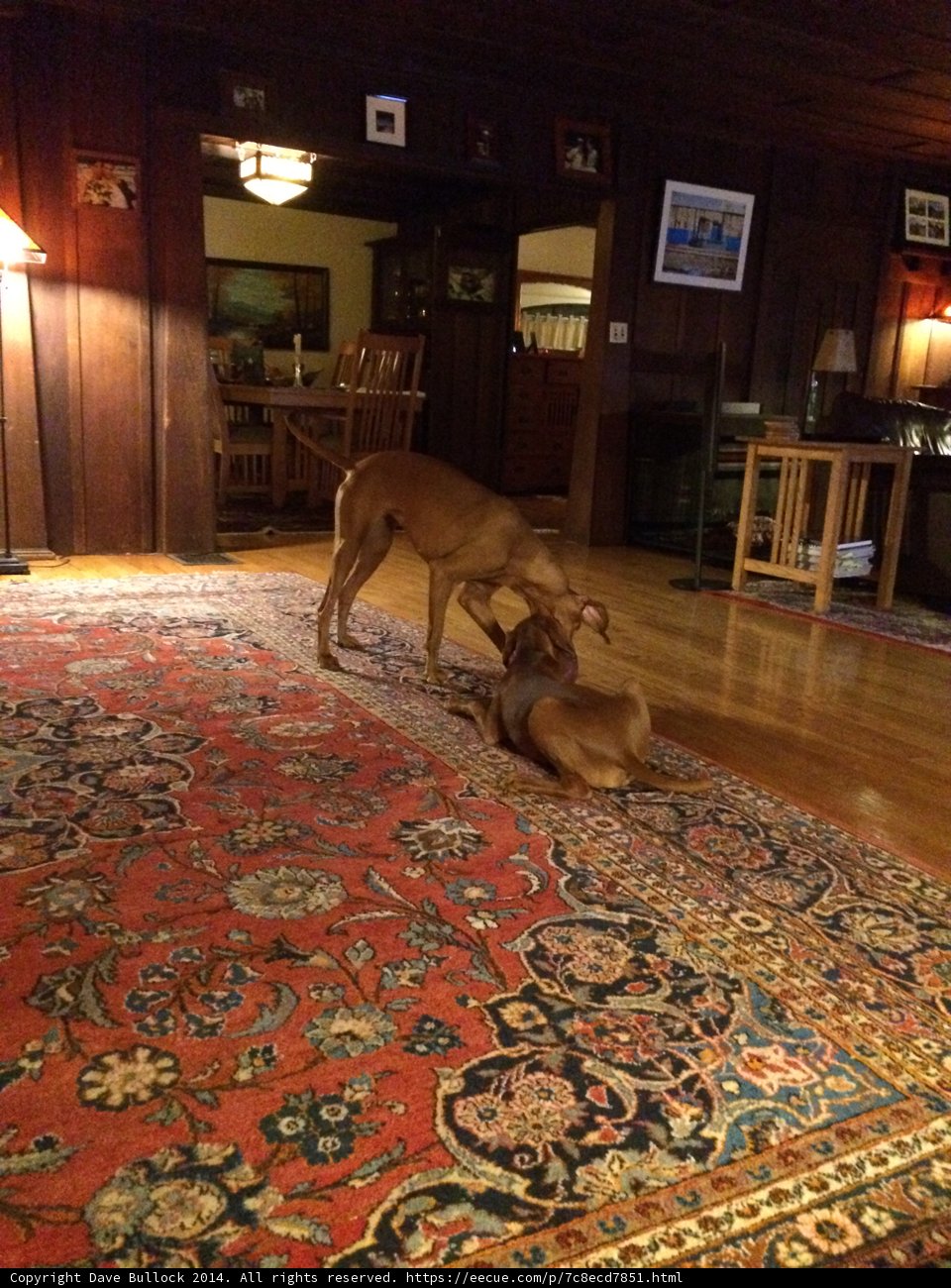 Playful Pups in the Living Room