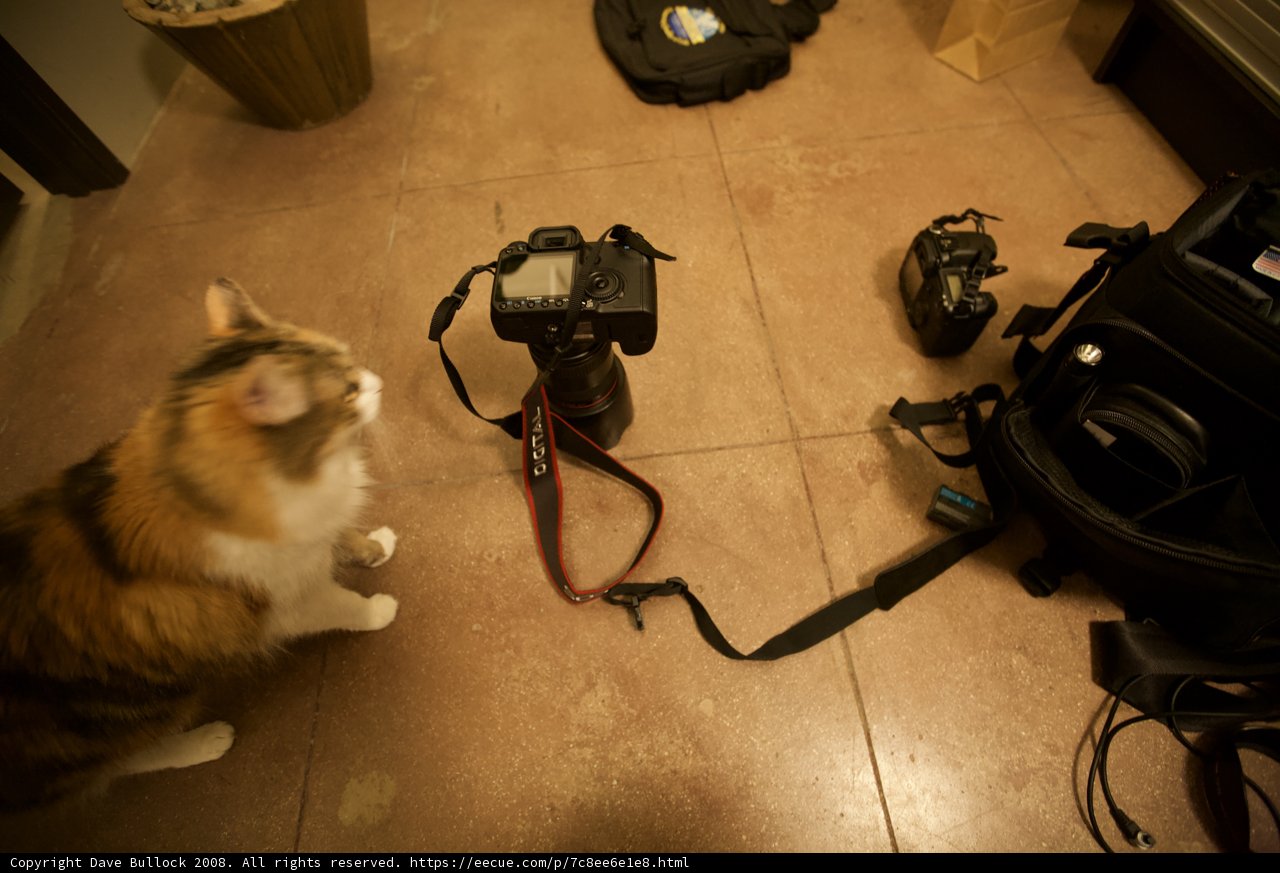 Cat and Camera Setup