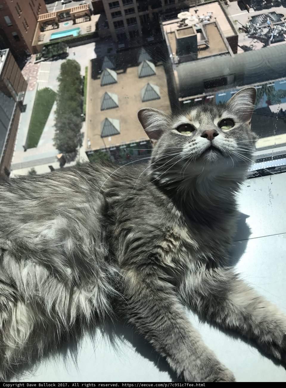 City Gazer