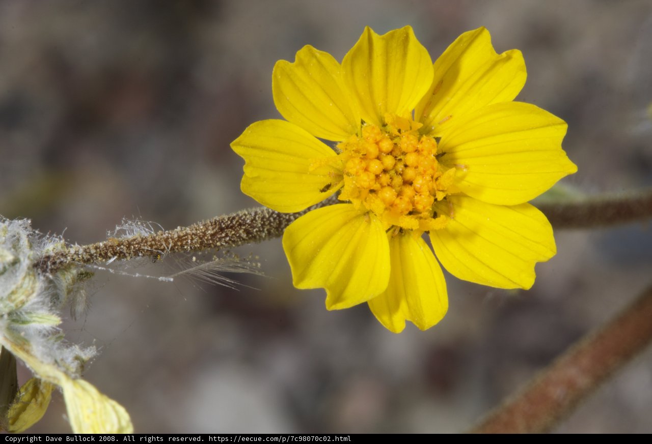 Sunny Daisy