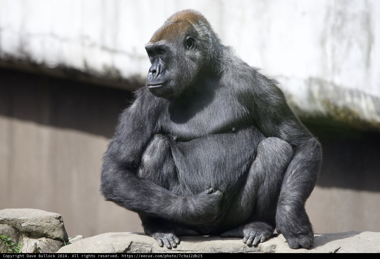 Gorilla Sanctuary Moment of Solitude