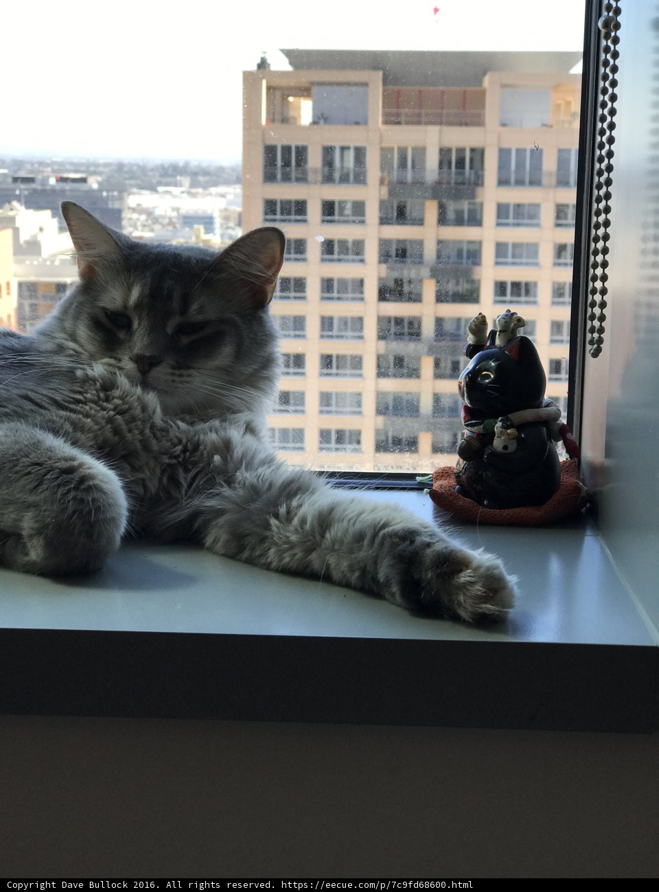 Cat Gazing Out the Window